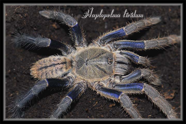 H lividum