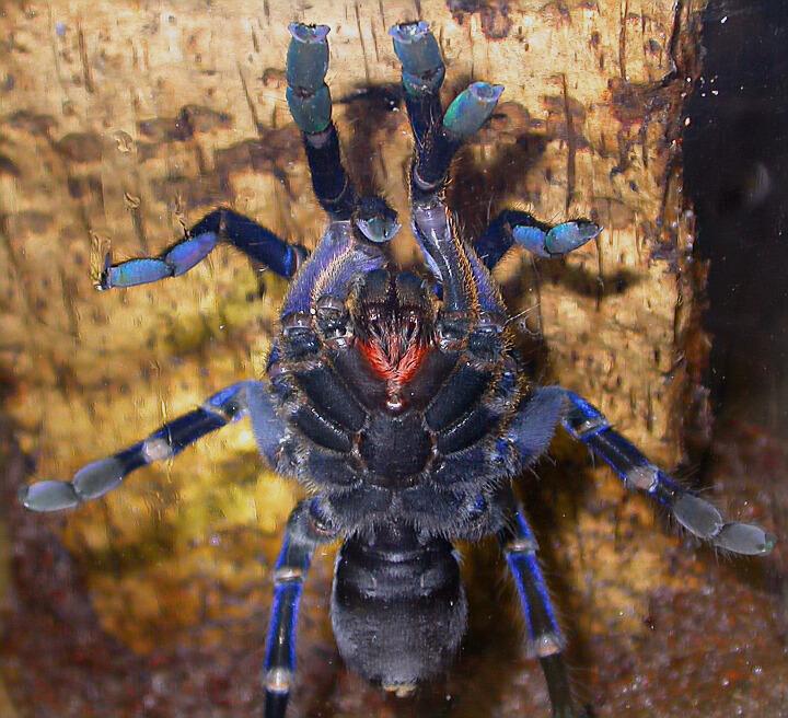 H. lividum