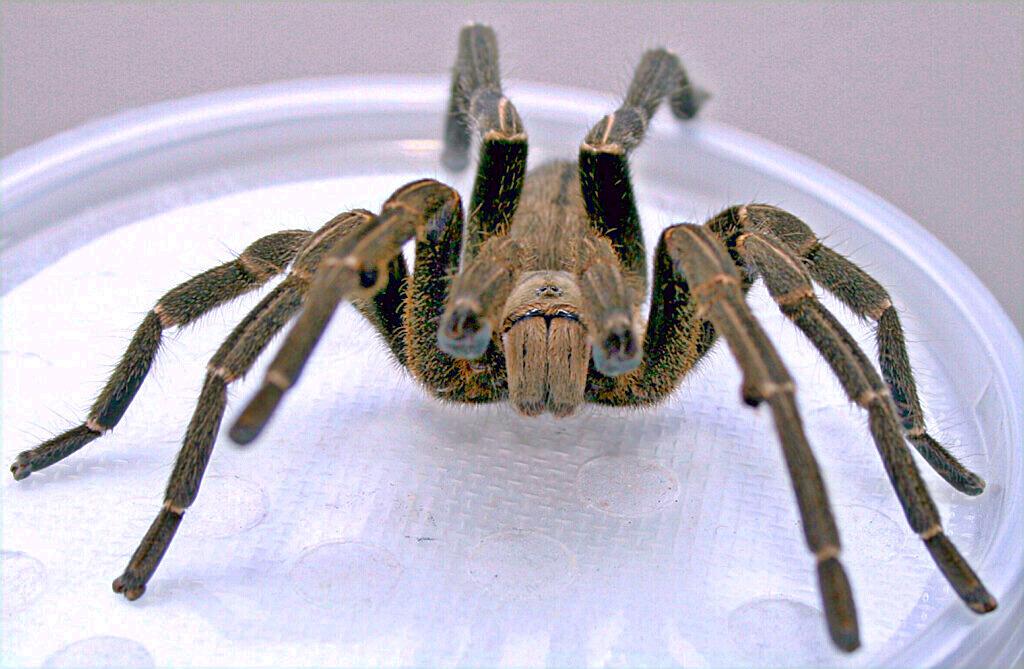 H. lividum