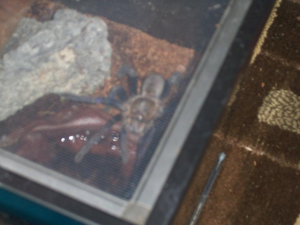 H. Lividum