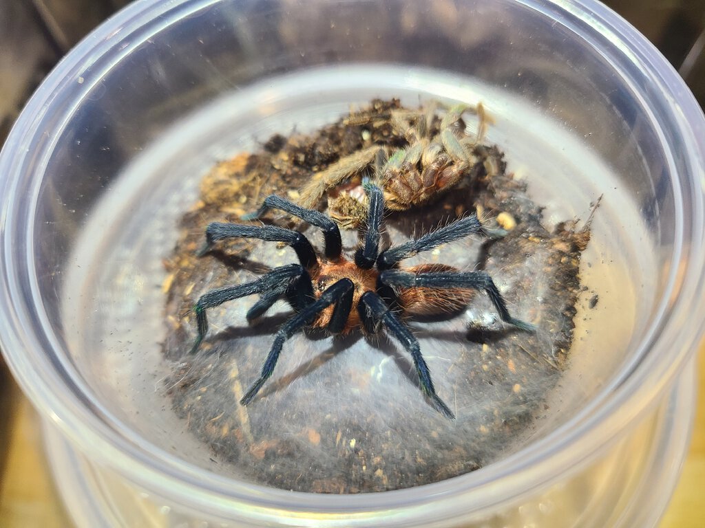 H. Longipes mature male