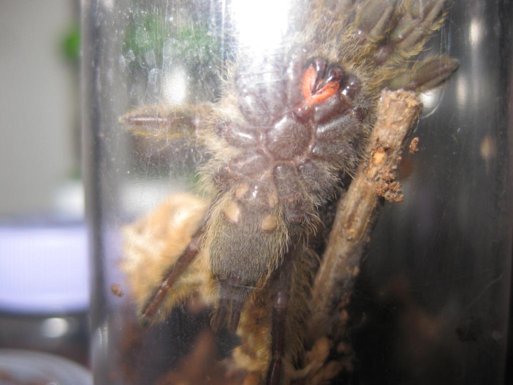 H. Mac Male or Female