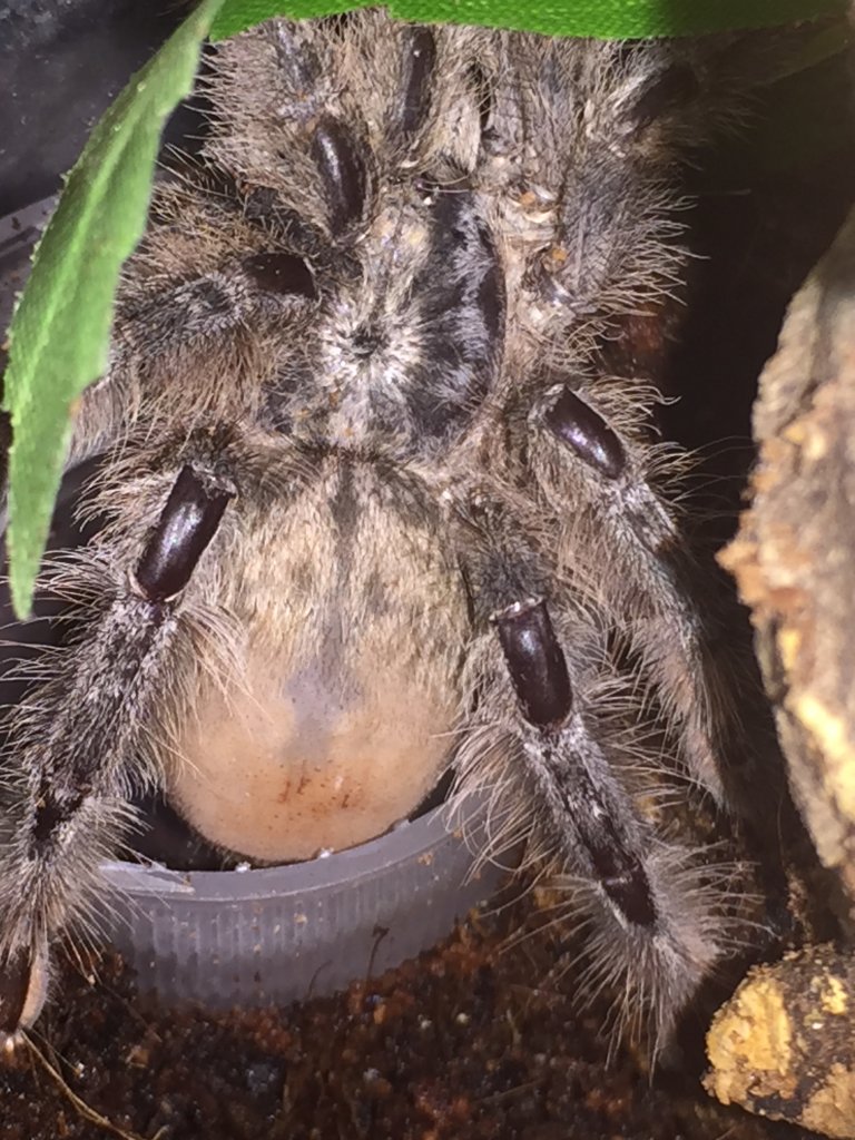 H. maculata abdomen close-up