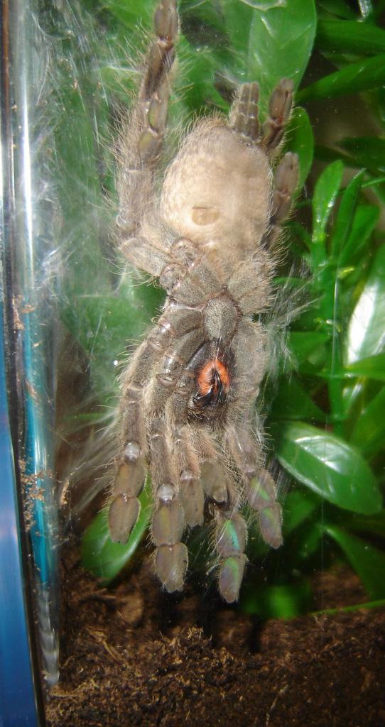 H. maculata at rest