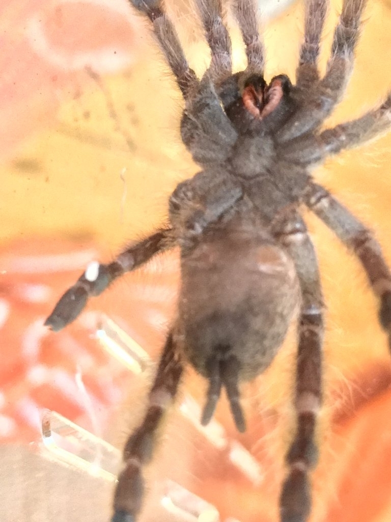 H.Maculata retry, it messed up the exuvia