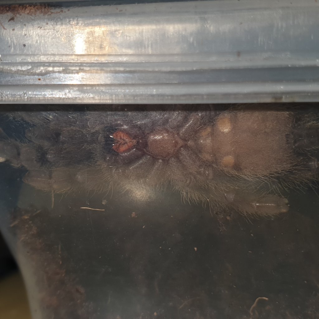 H. maculata sex me please [1/3]