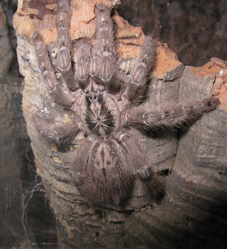 H maculata