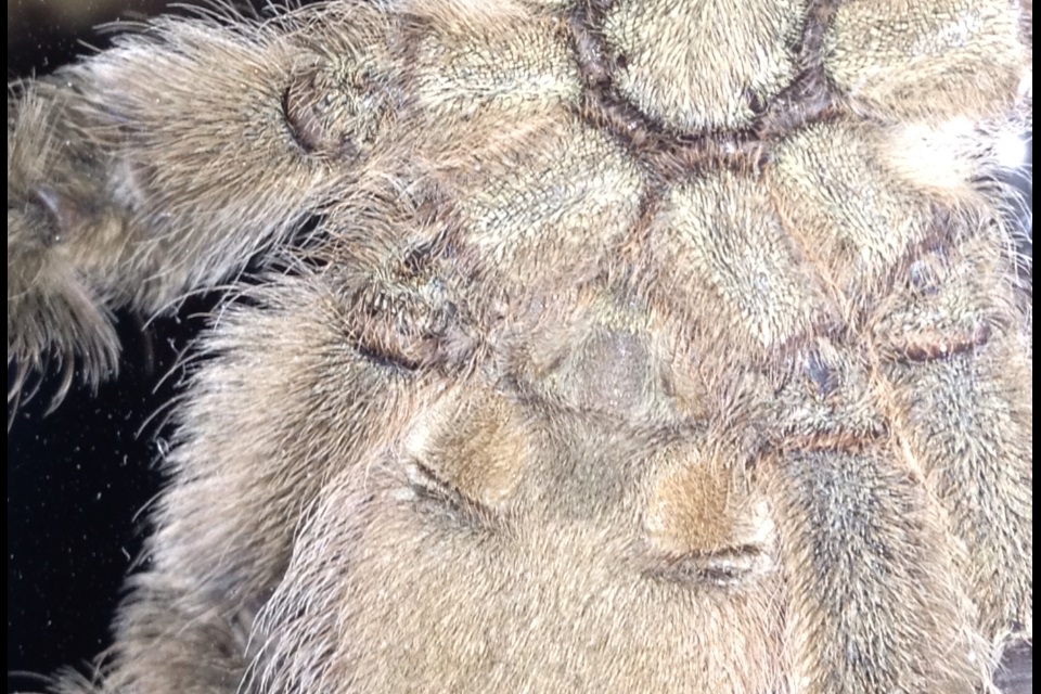 H.Maculata