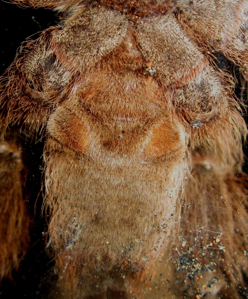 H.maculata
