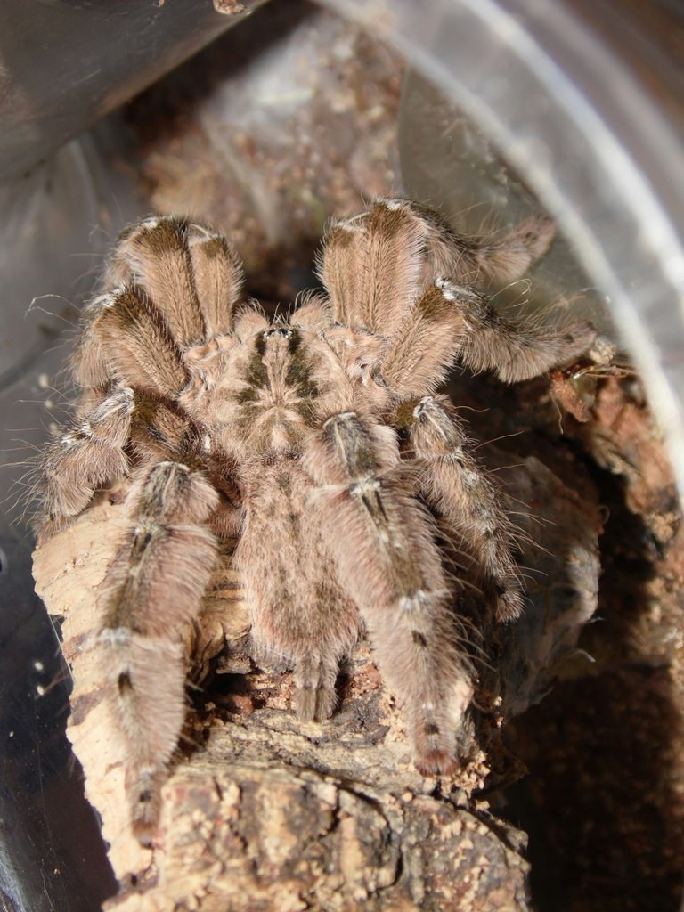 H. Maculata