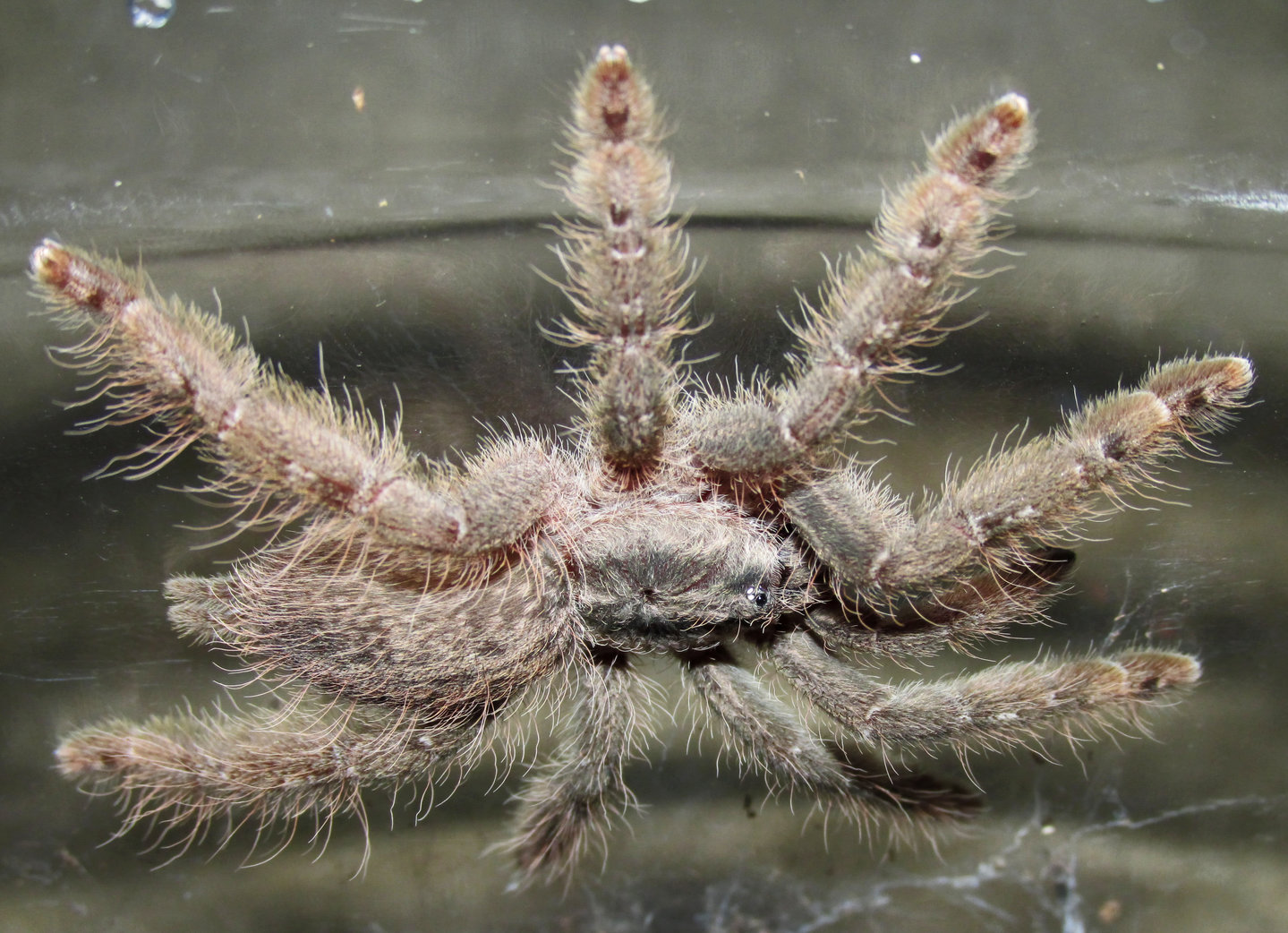 H. maculata