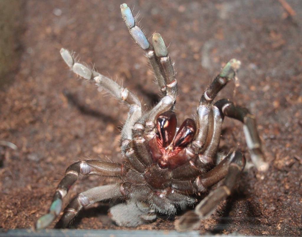 H. minax