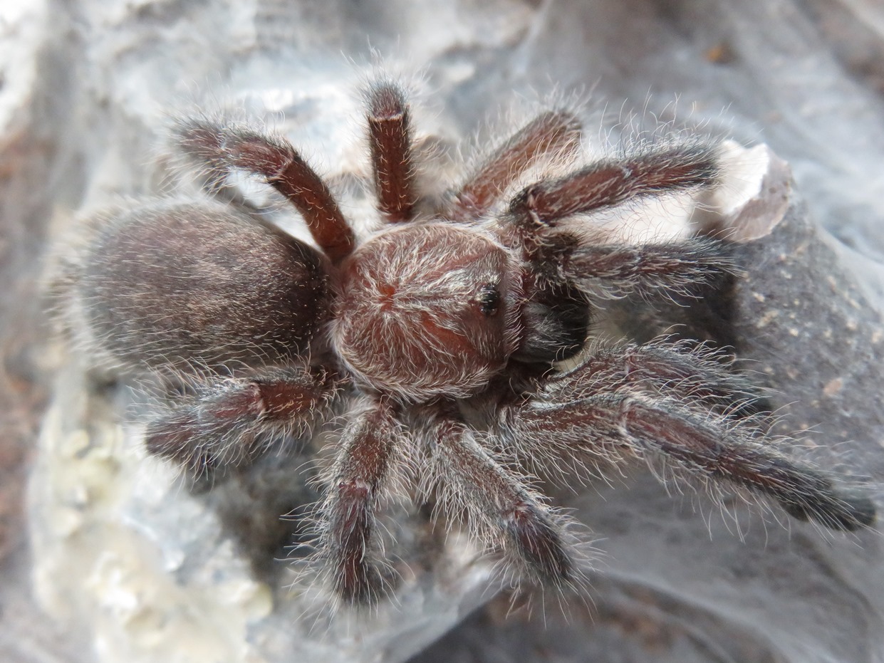 H. namaquensis, juvenile female