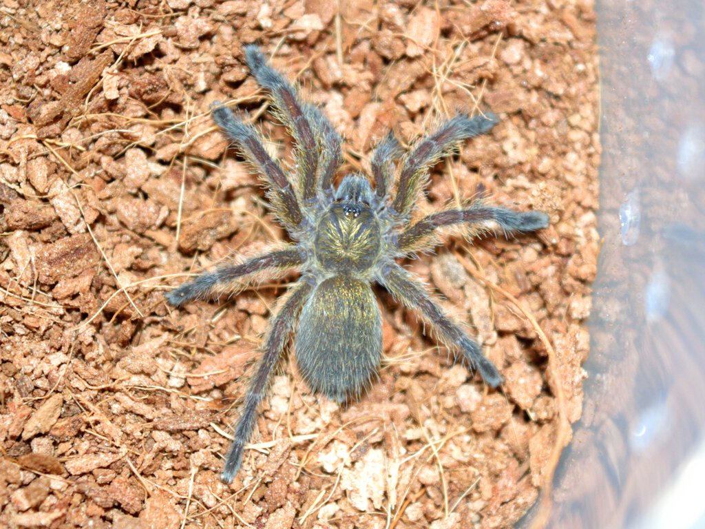 H. namaquensis, unsexed sling