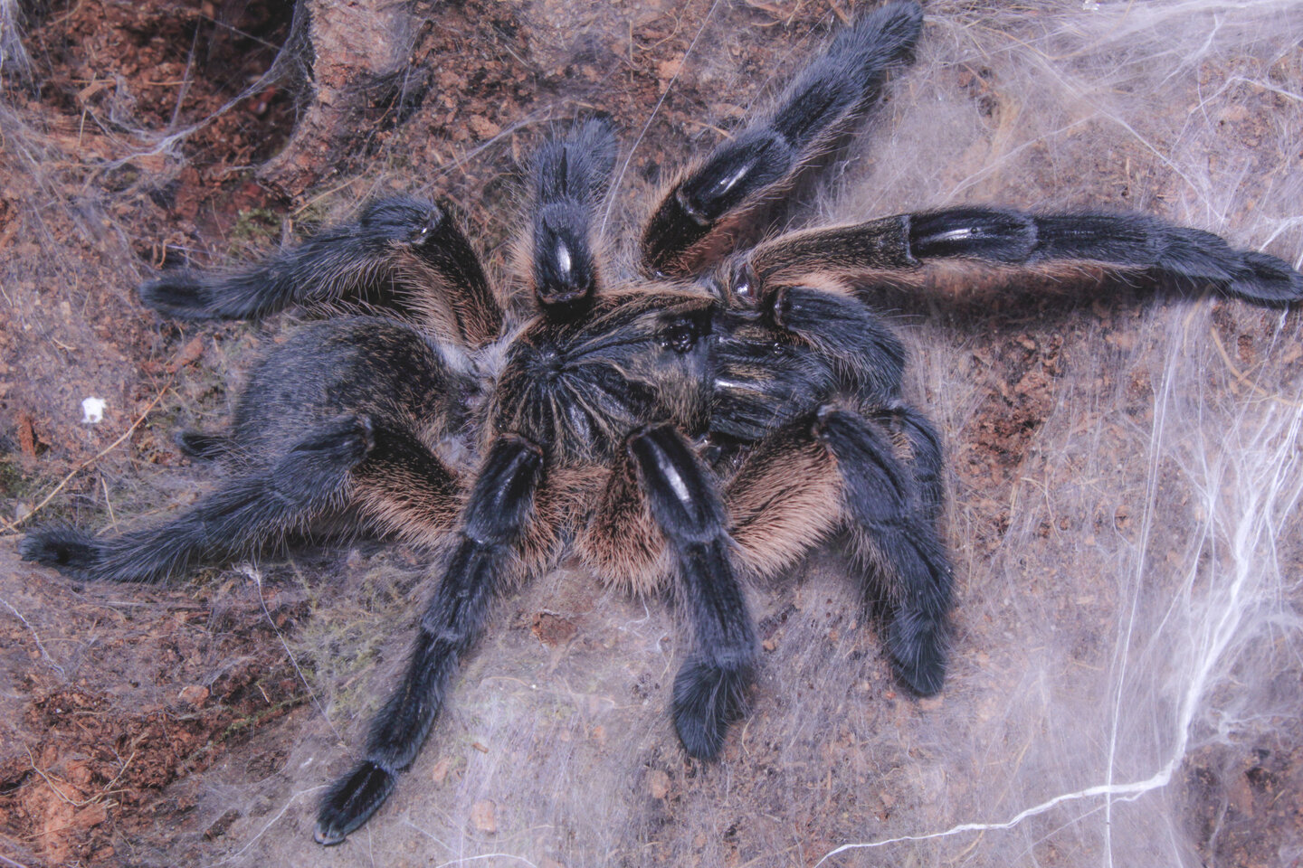 H.pulchripes 0.1 (5 inches) - Post molt
