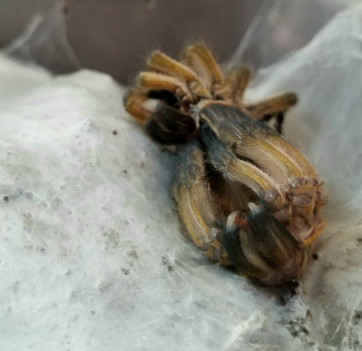 H. pulchripes 0.1