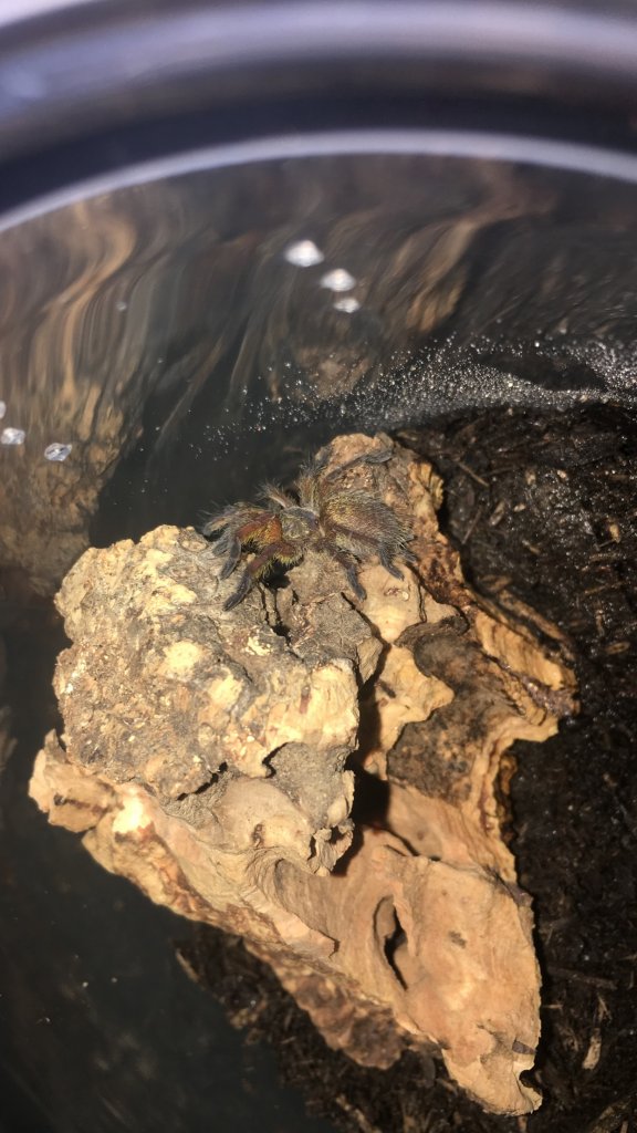 H pulchripes 1 inch sling