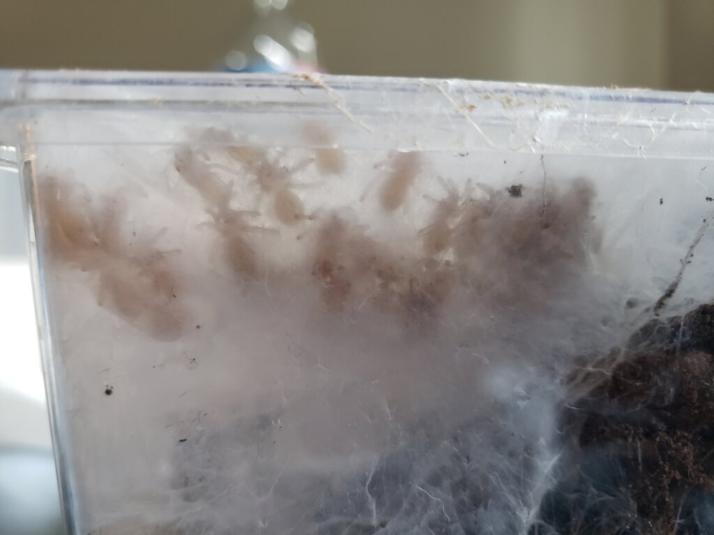 H pulchripes 1i
