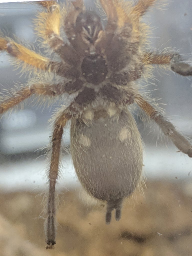 H Pulchripes 2