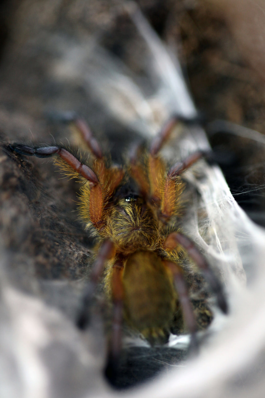 H.pulchripes #3 Closeup