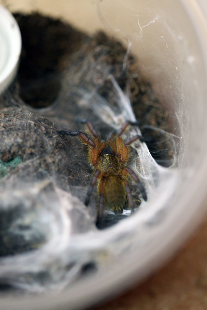 H.pulchripes #3