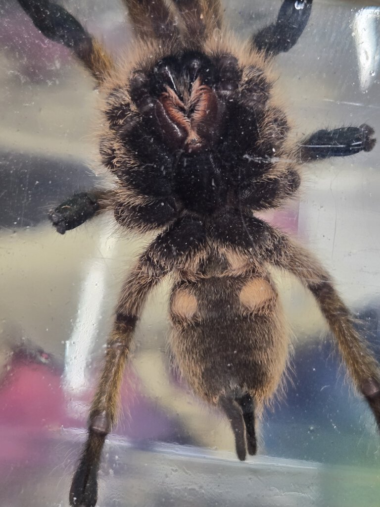 H. Pulchripes 3"