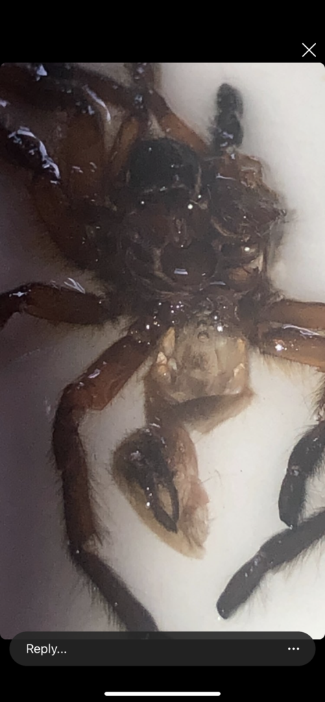 H. Pulchripes 5-7cm please