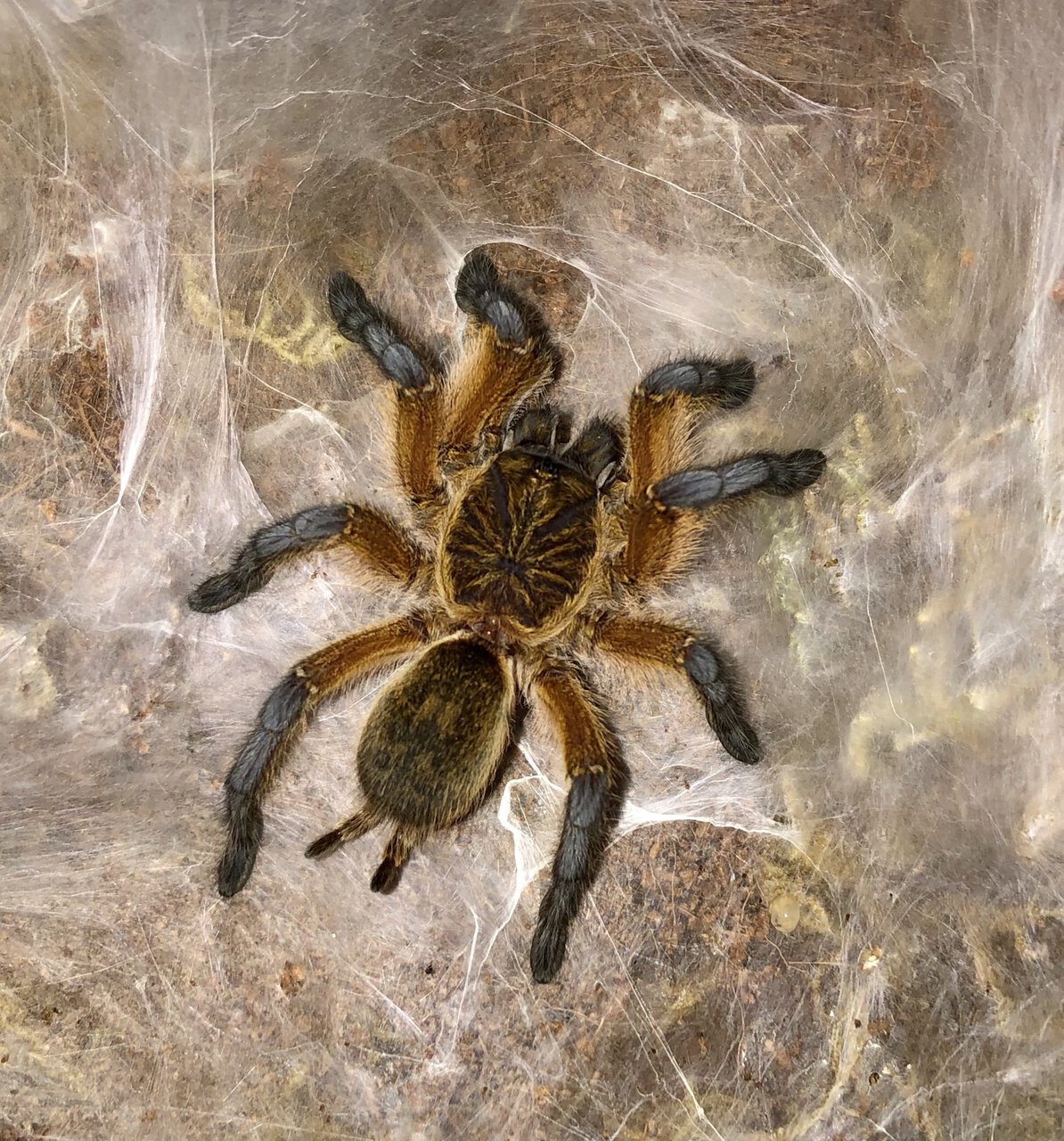 H.pulchripes baby please!!!!