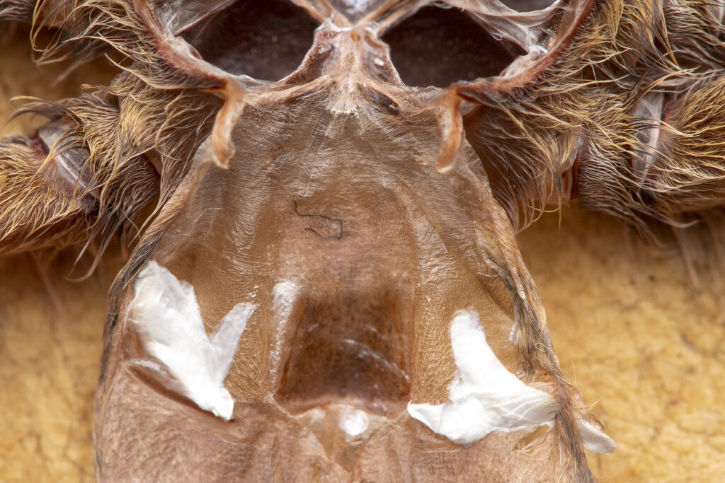 H pulchripes continue