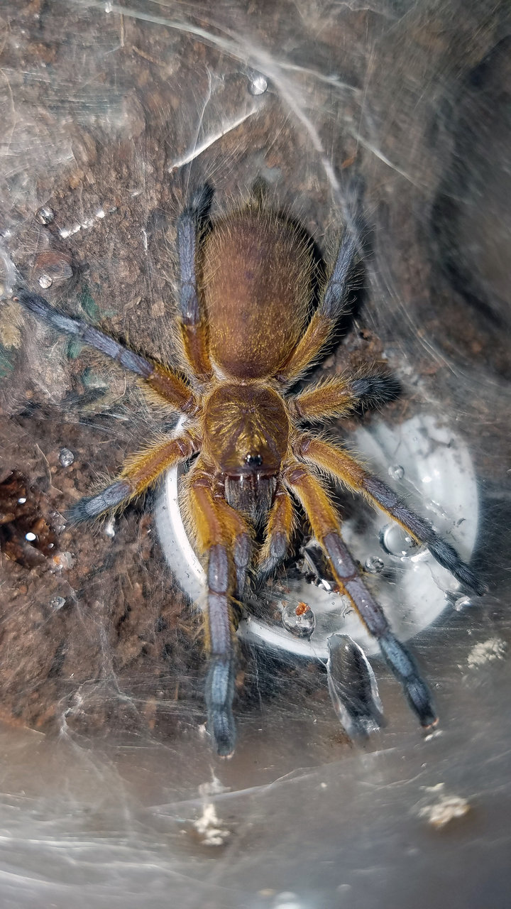 H.pulchripes Drinking