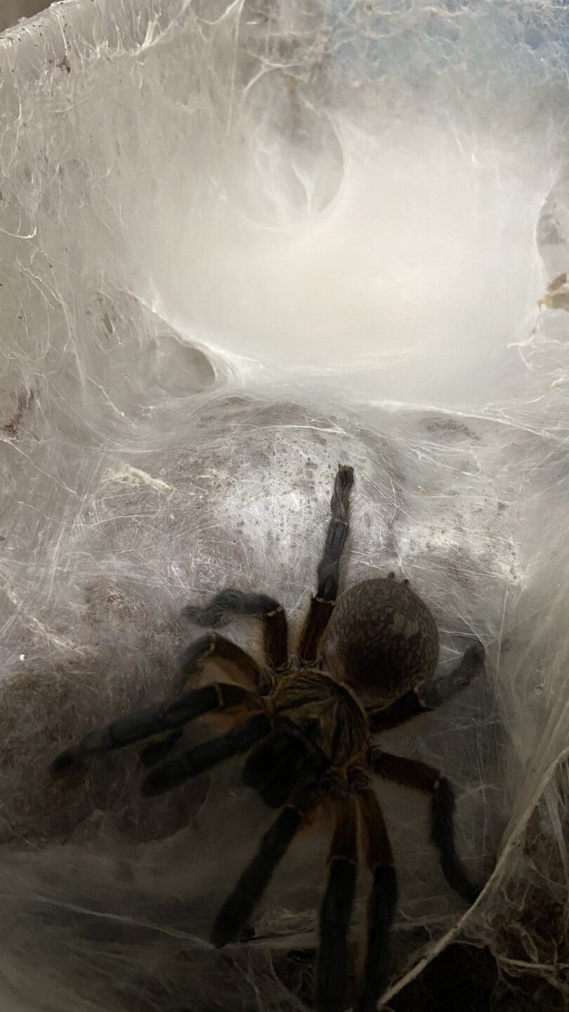 H pulchripes sac