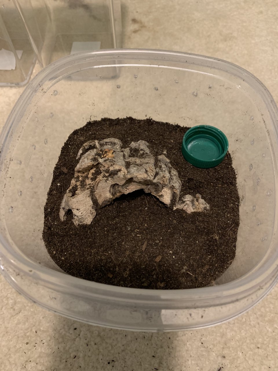 H. Pulchripes Sling Enclosure