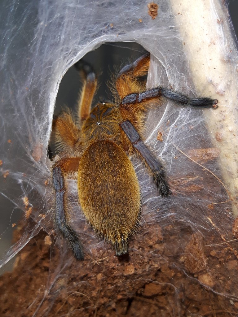 H.pulchripes sling post molt