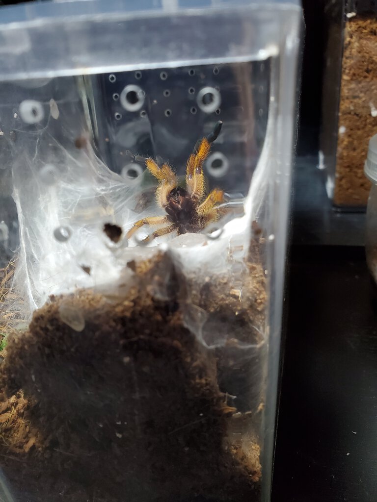 H. Pulchripes sling with an attitude