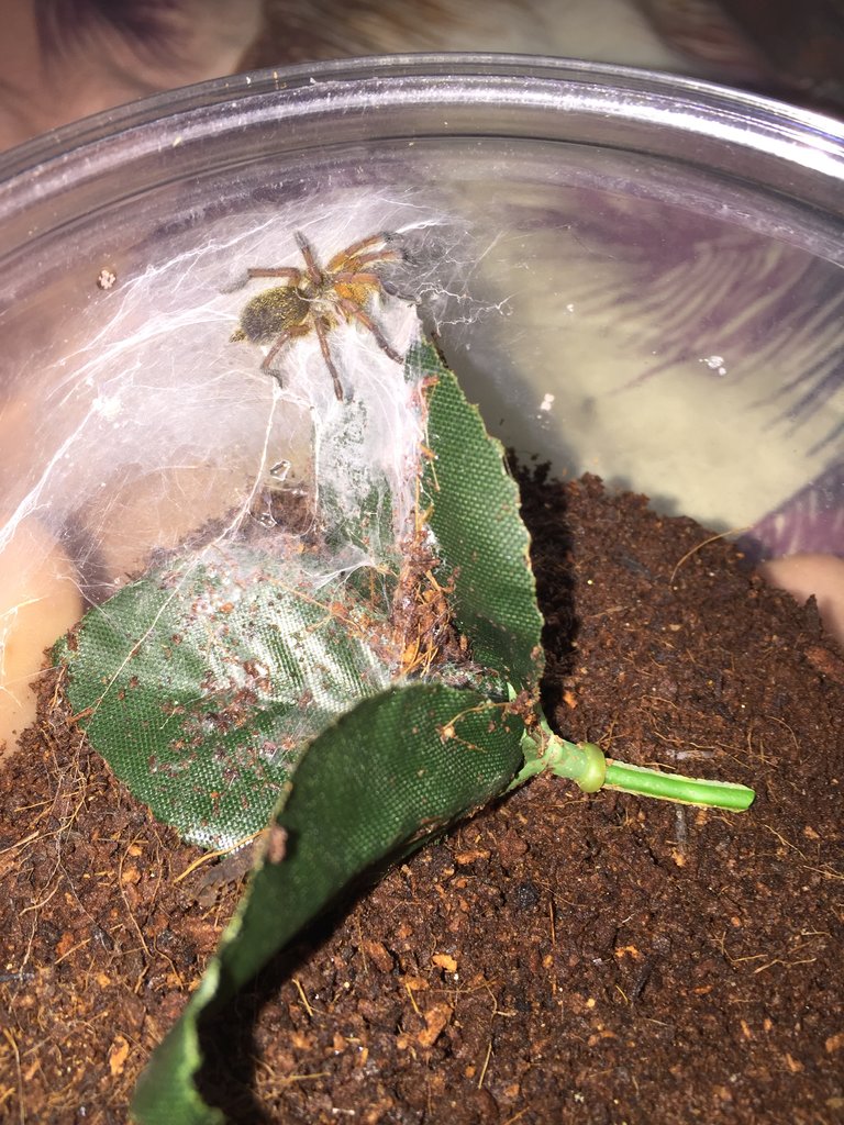 H.pulchripes sling