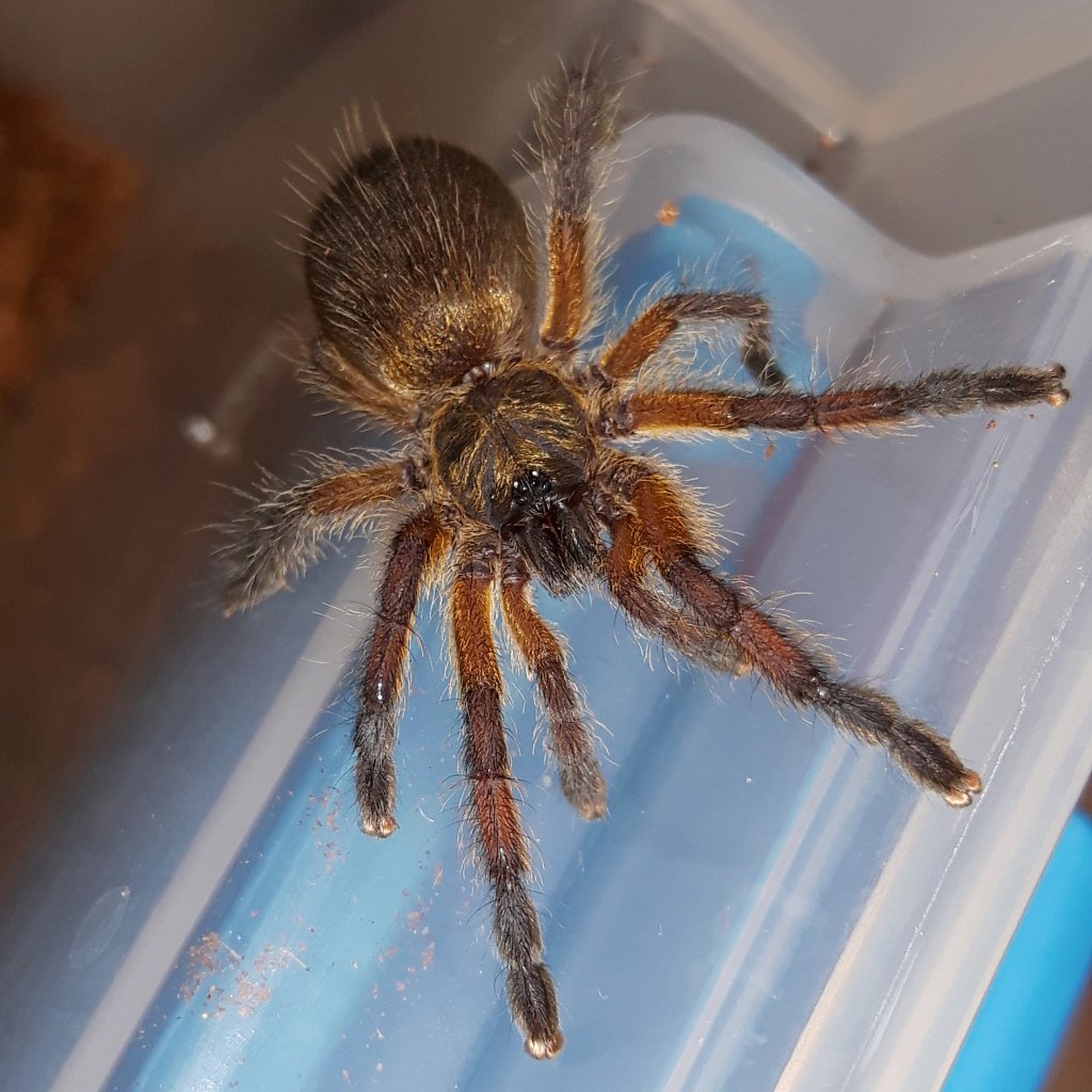 H.pulchripes sling