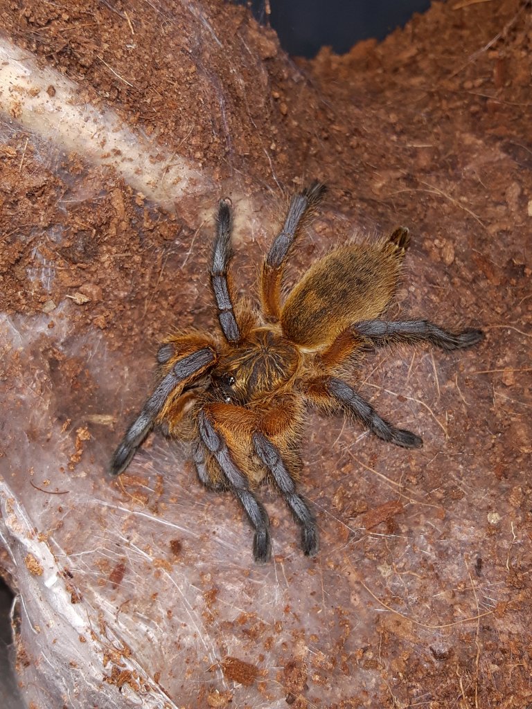 H.pulchripes sling