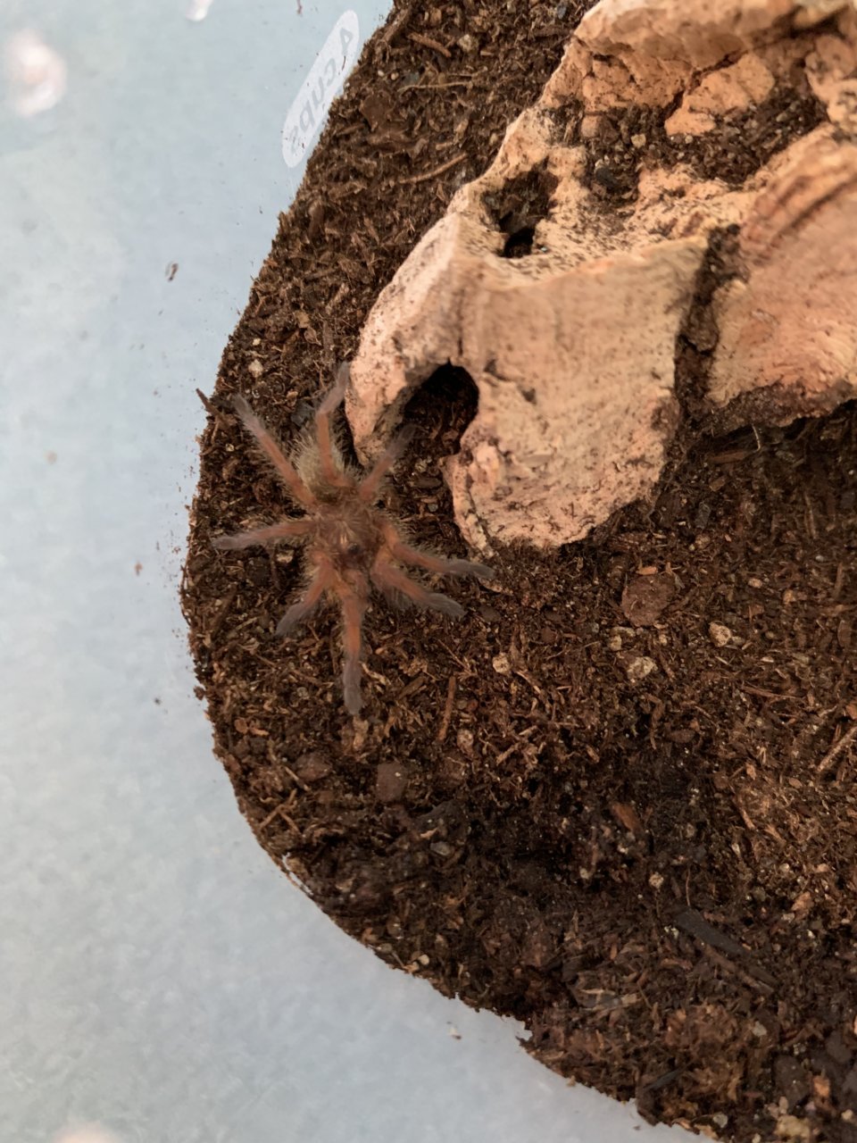 H. Pulchripes sling