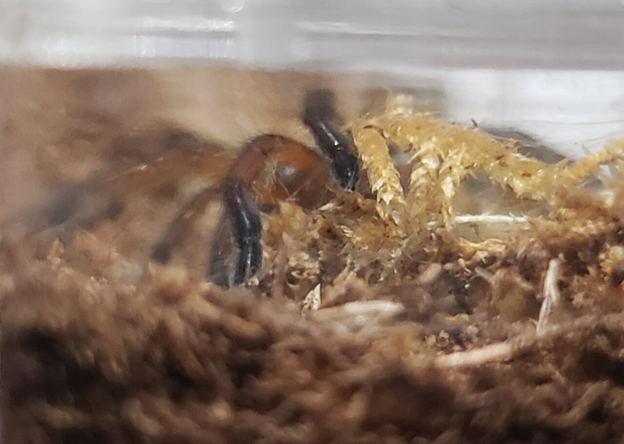 H. pulchripes sling