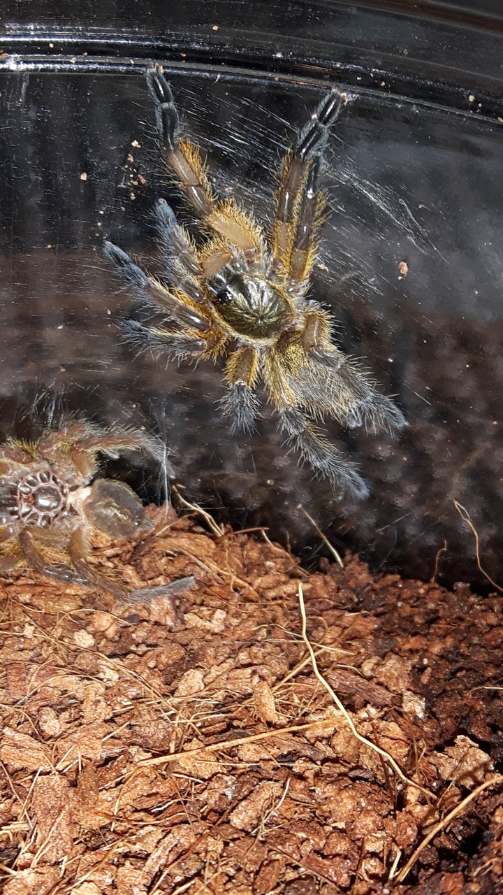 H.pulchripes