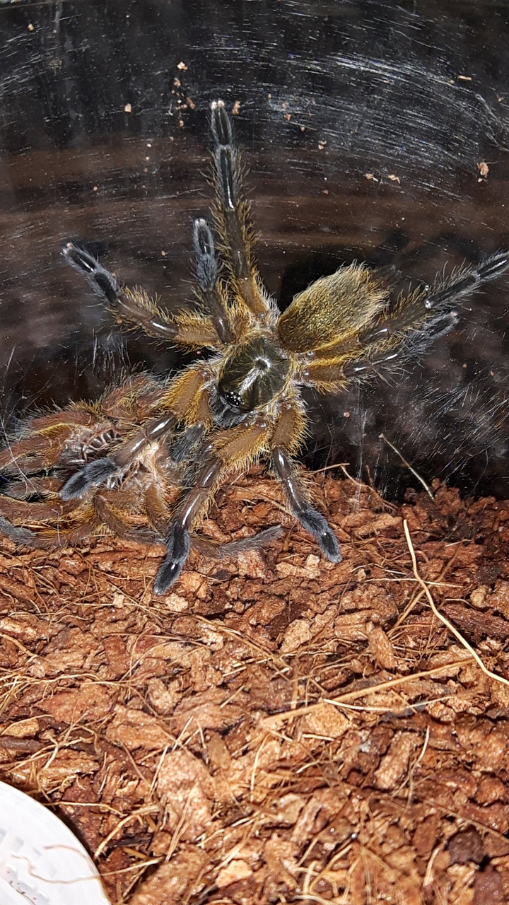 H.pulchripes