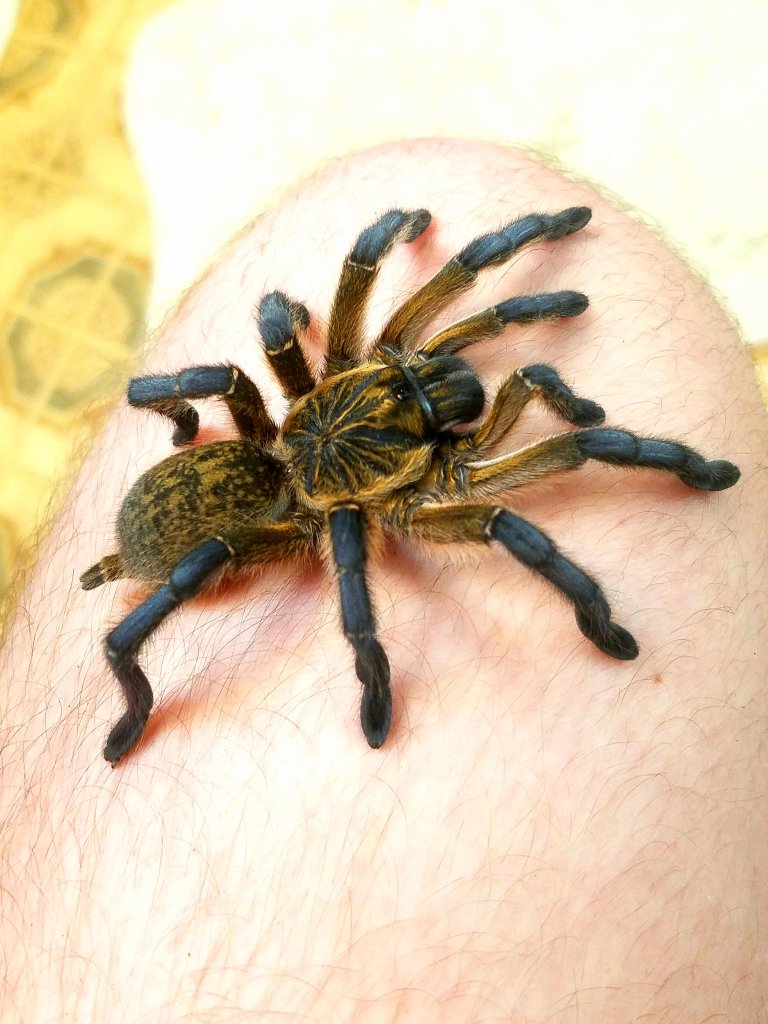 H. pulchripes