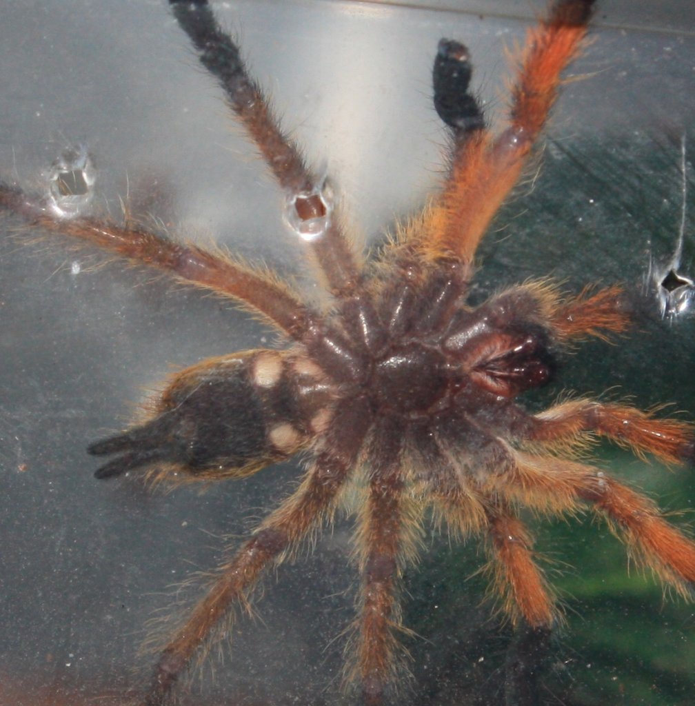 H. Pulchripes