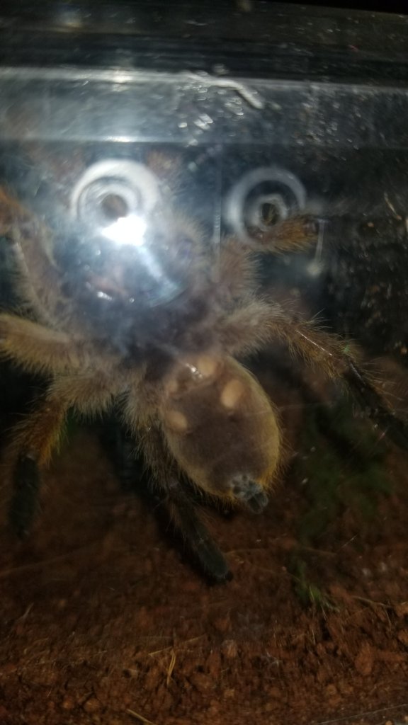 h. pulchripes