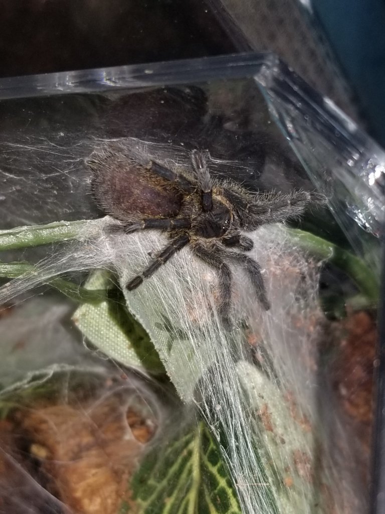 H. pulchripes?