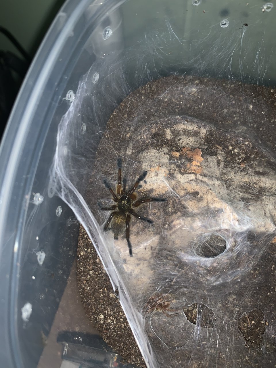 H. Pulchripes