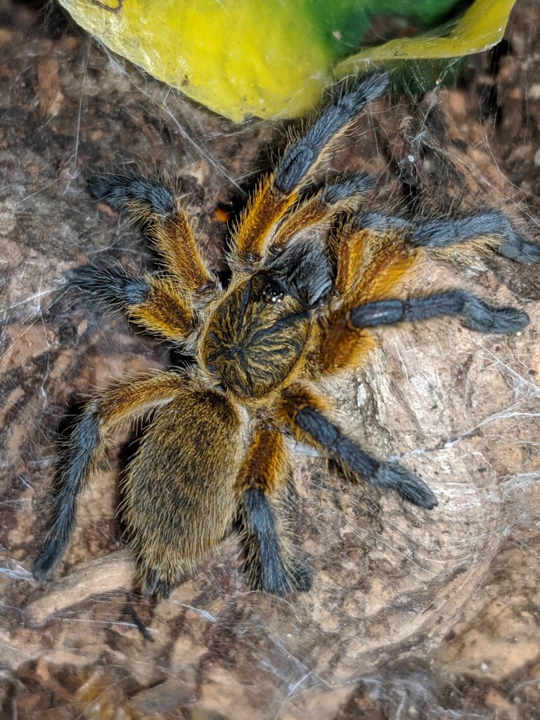 H. pulchripes