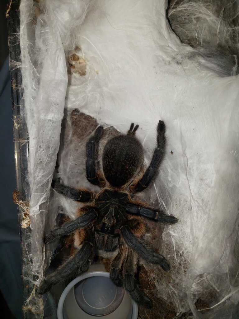 H pulchripes