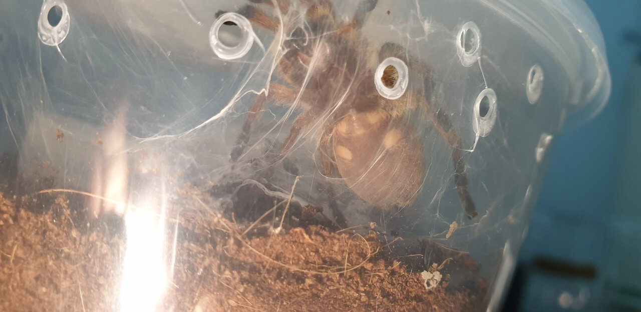 H. pulchripes