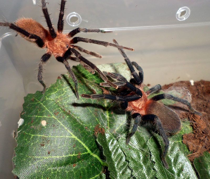 H. sanguiniceps